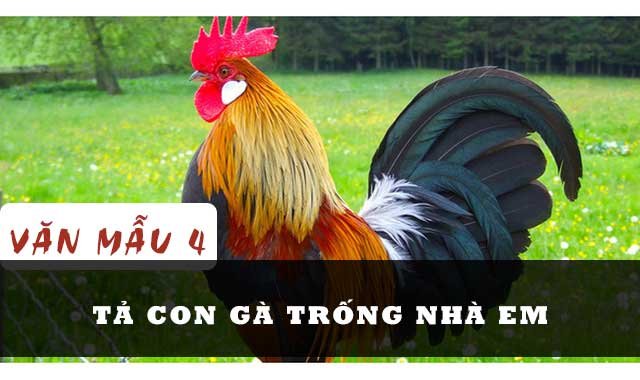 tả con gà trống