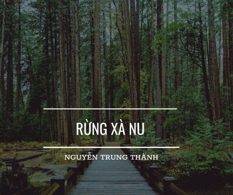 Rừng xà nu